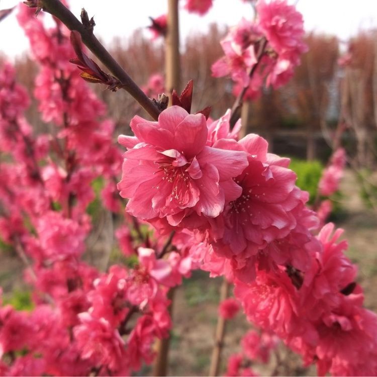 青草苗木红叶碧桃树苗 庭院绿化观花乔木路旁绿化常用树木图4