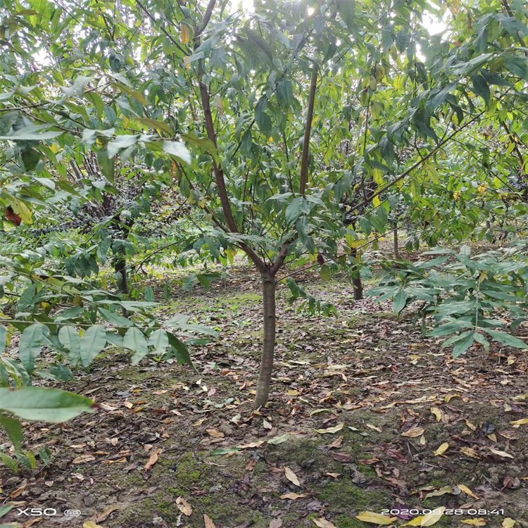 青草苗木红叶碧桃树苗 庭院绿化观花乔木路旁绿化常用树木图3