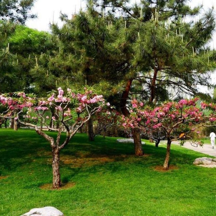 青草苗木红叶碧桃树苗 庭院绿化观花乔木路旁绿化常用树木图5