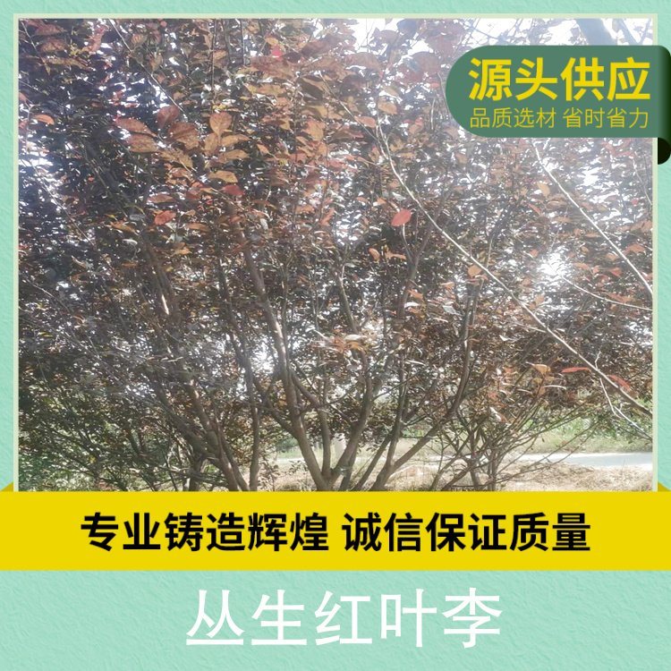 丛生红叶李地径10公分株高4米冠幅3米园林用途行道树风景树图4