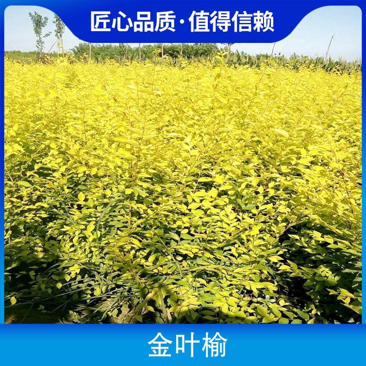 20公分金叶榆 株高7m 胸径8cm 园林用途风景树,庭荫树图3