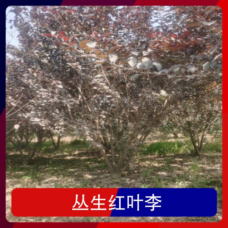 丛生红叶李地径10公分株高4米冠幅3米园林用途行道树风景树图5