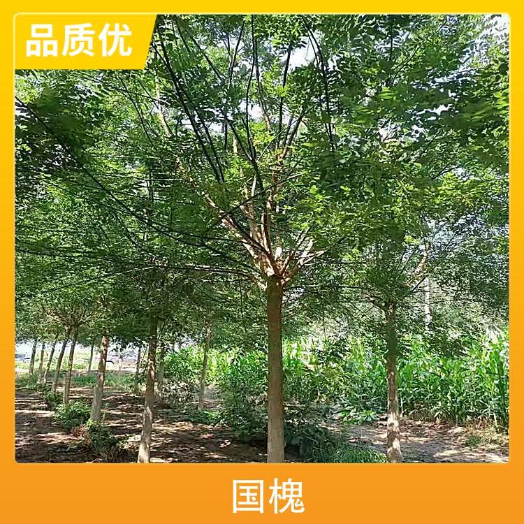 18公分金枝国槐 株高1.5m 胸径16cm 园林用途风景树图4