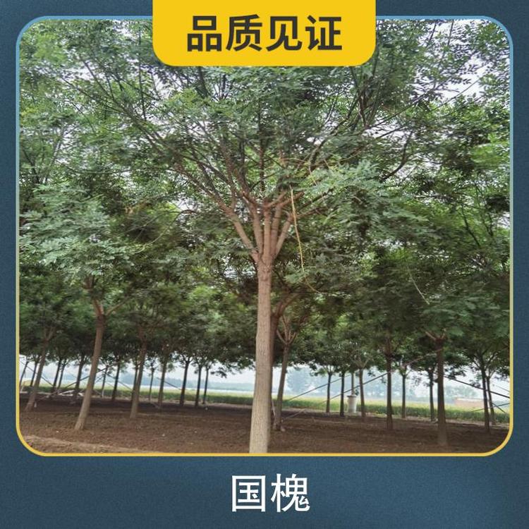 18公分金枝国槐 株高1.5m 胸径16cm 园林用途风景树图3