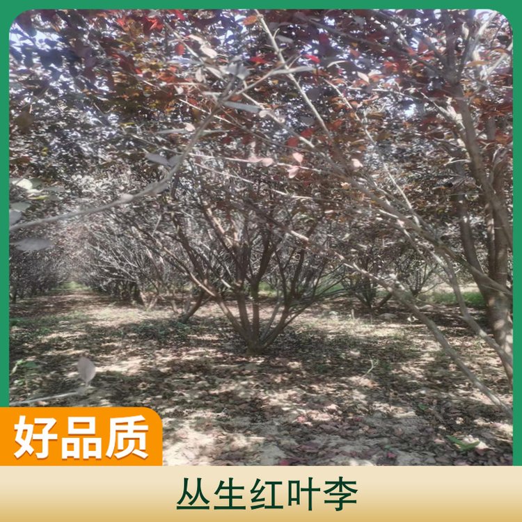 丛生红叶李地径10公分株高4米冠幅3米园林用途行道树风景树图7
