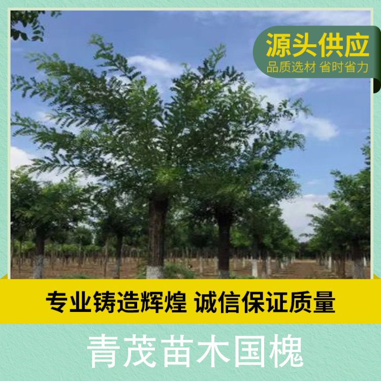 青茂苗木国槐 株高6m 胸径1.25cm 叶色色系绿色系图4