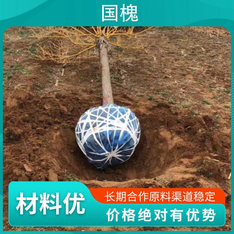 18公分金枝国槐 株高1.5m 胸径16cm 园林用途风景树图6