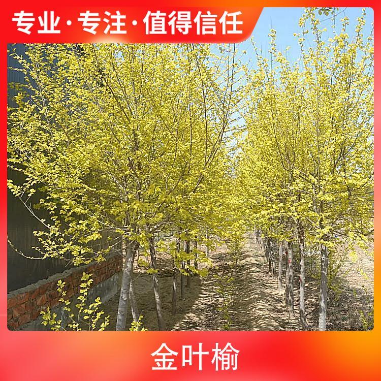 20公分金叶榆 株高7m 胸径8cm 园林用途风景树,庭荫树图5