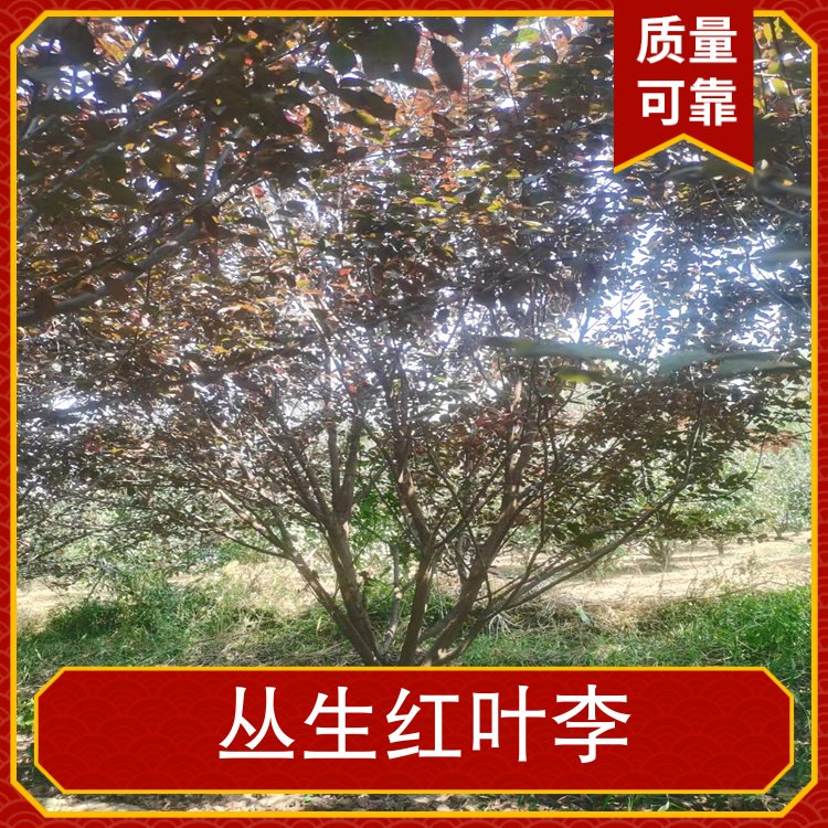 丛生红叶李地径10公分株高4米冠幅3米园林用途行道树风景树图6