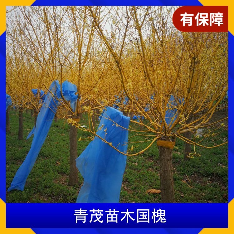 青茂苗木国槐 株高6m 胸径1.25cm 叶色色系绿色系图3