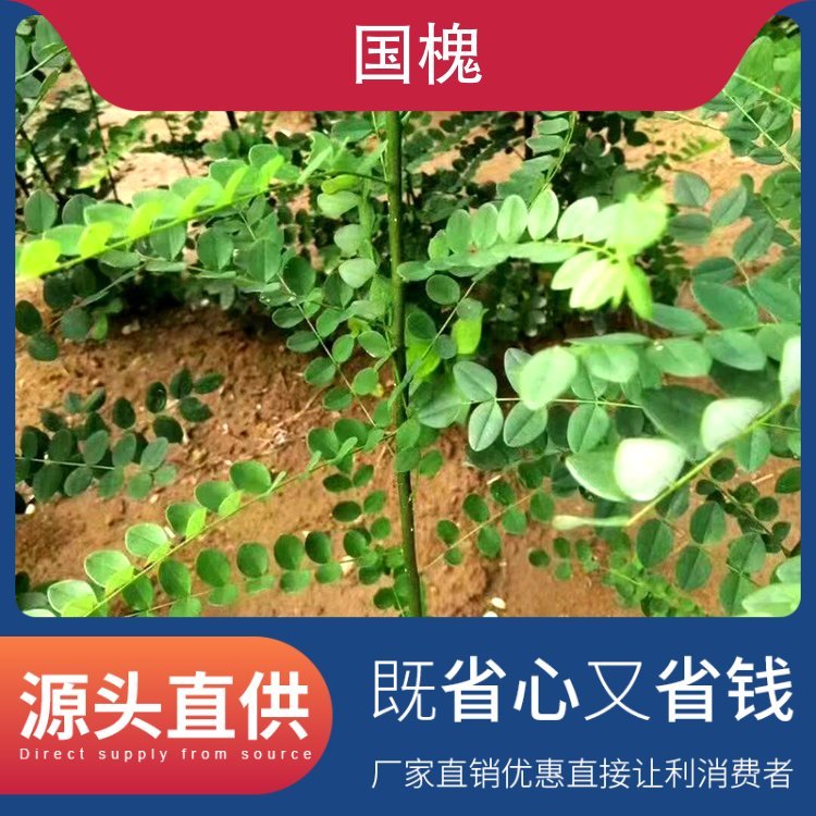 青茂苗木 12公分老式国槐 株高2mm 