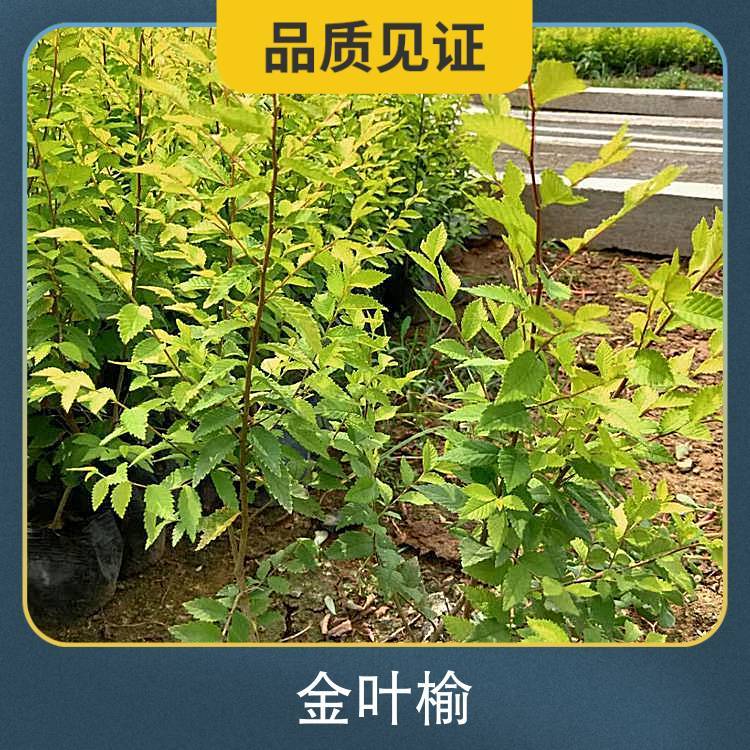20公分金叶榆 株高7m 胸径8cm 园林用途风景树,庭荫树图6