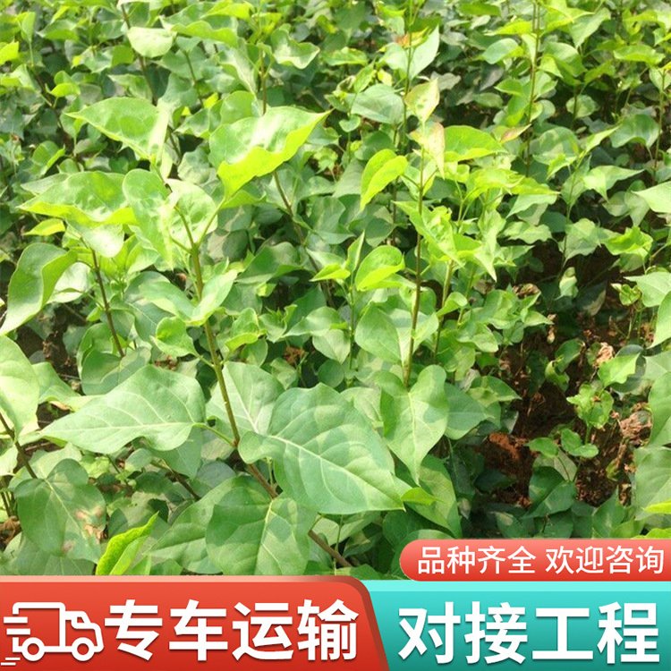 众盛 庭院植物耐寒绿化树苗 大墩丛生丁香 50-90公分